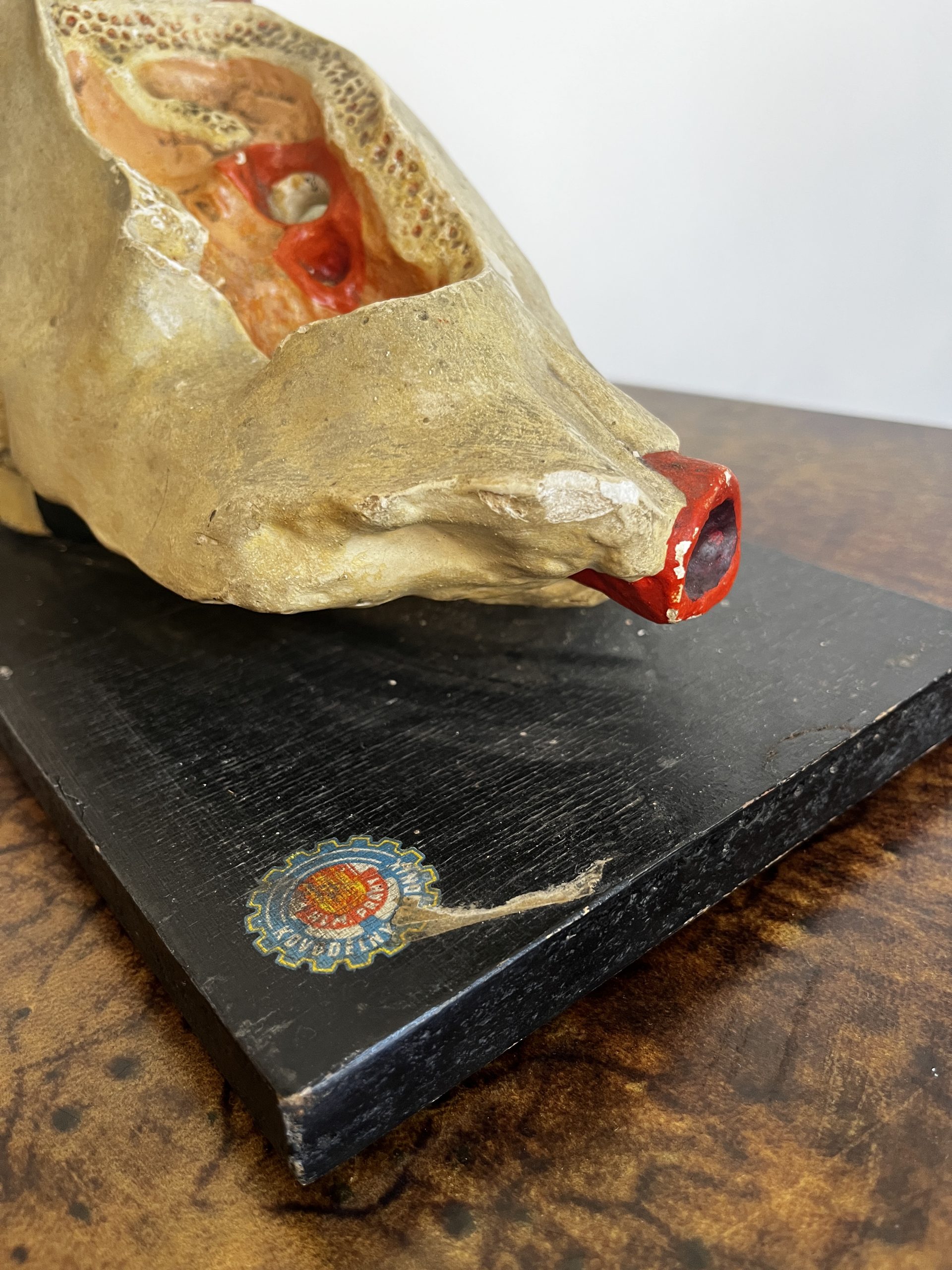 Het Oor – Anatomisch Model Circa 1950 (kovodelny Podnik, Tjechië) image 3