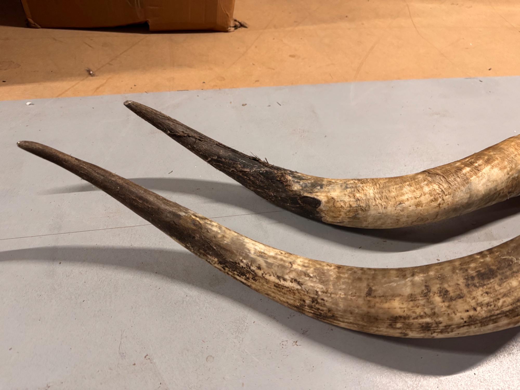 2x Grote Bufferhoorns, Ong. 100cm Lang Elk image 5