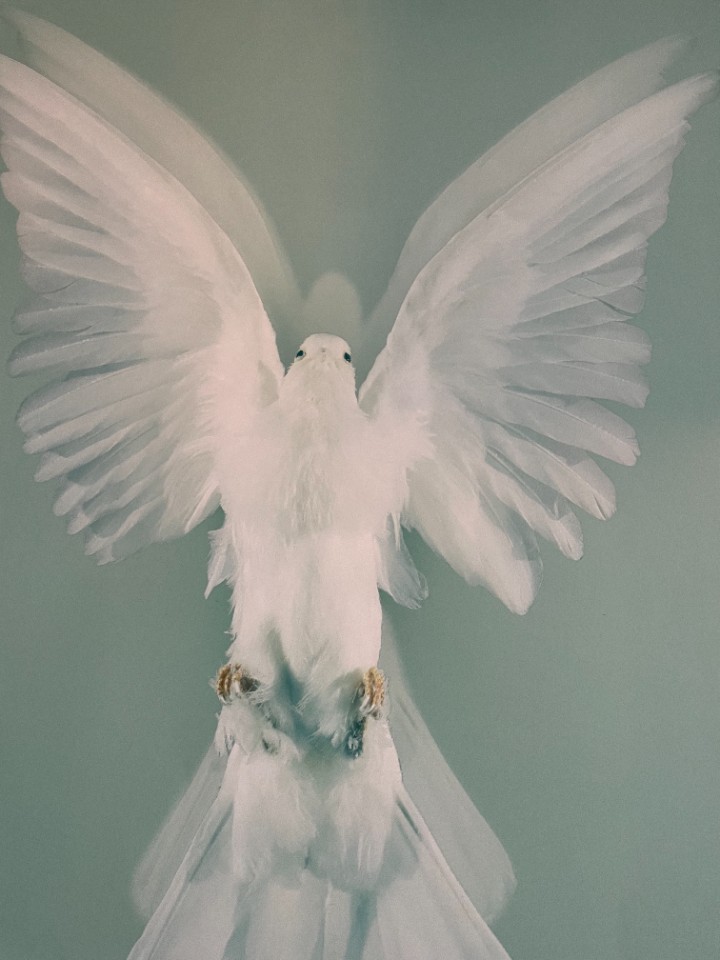Damien Hirst, The Impossible Truth (detail) image 7